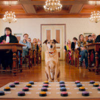 犬の裁判